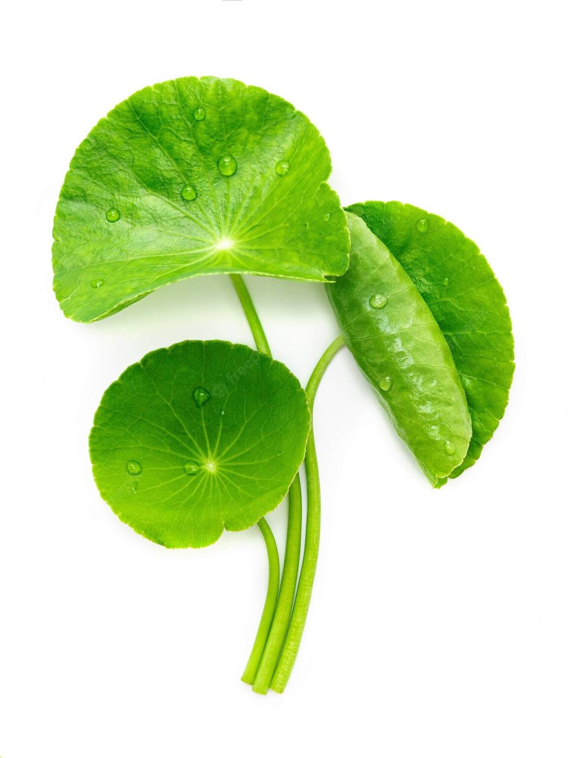 Centella Asiatica Extract - IndoVedic Nutrients